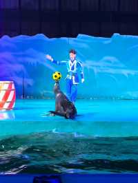 我在大連與企鵝撒嬌、在海底隧道被魟魚“撩”了