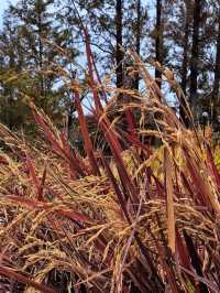 空中步廊俯瞰花草描繪的彩色大地。