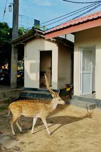 「斯里蘭卡：你從未見過的島嶼奇遇」，免簽國