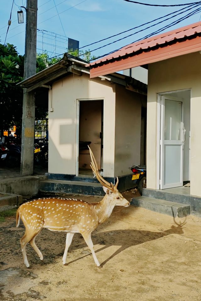 「斯里蘭卡：你從未見過的島嶼奇遇」，免簽國