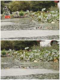 雨潤大觀.翠影浮光