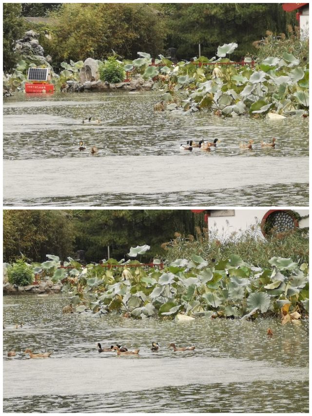 雨潤大觀.翠影浮光 雨潤大觀.翠影浮光