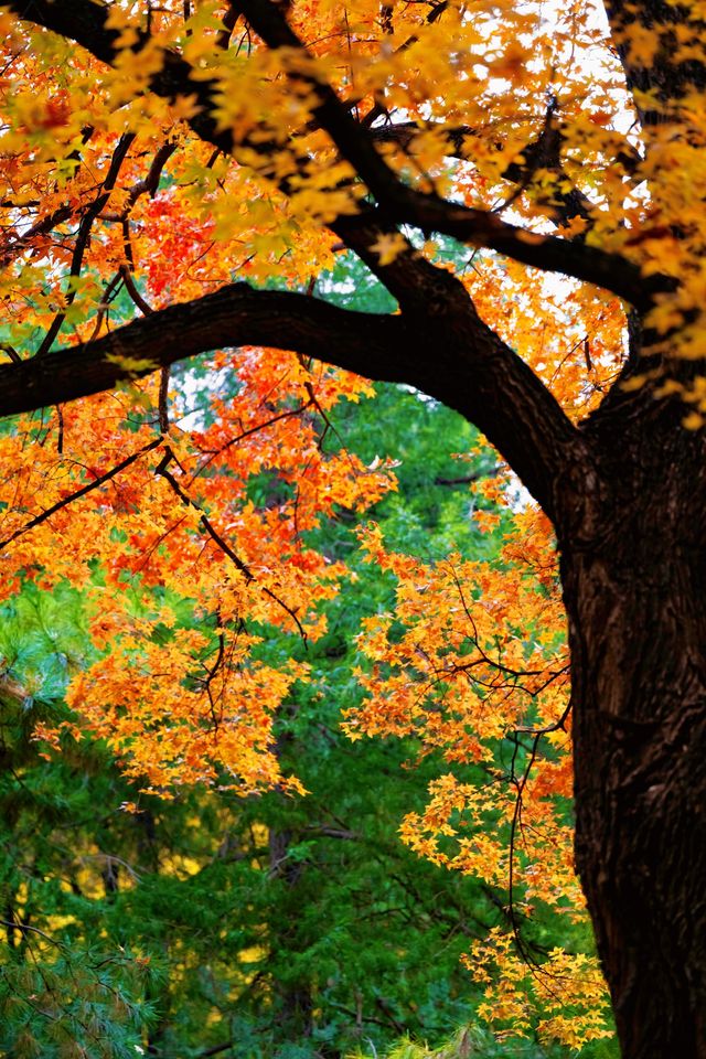 帝都秋色必打卡地