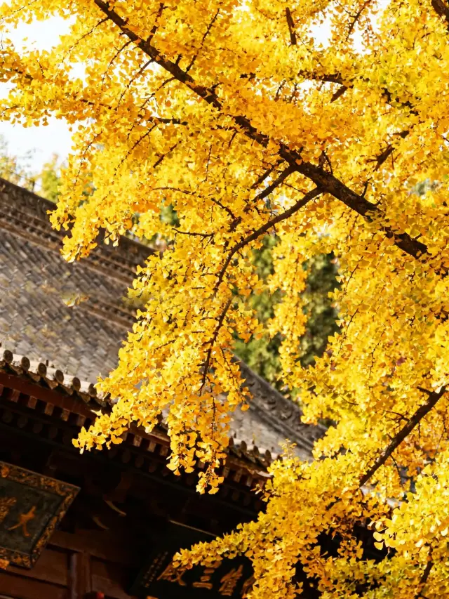 Flew all the way to Xi’an just for this 1,400-year-old ginkgo tree! The ancient Guanyin Zen Temple is a must-see