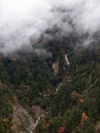 叢林界的一鯨落萬物生~