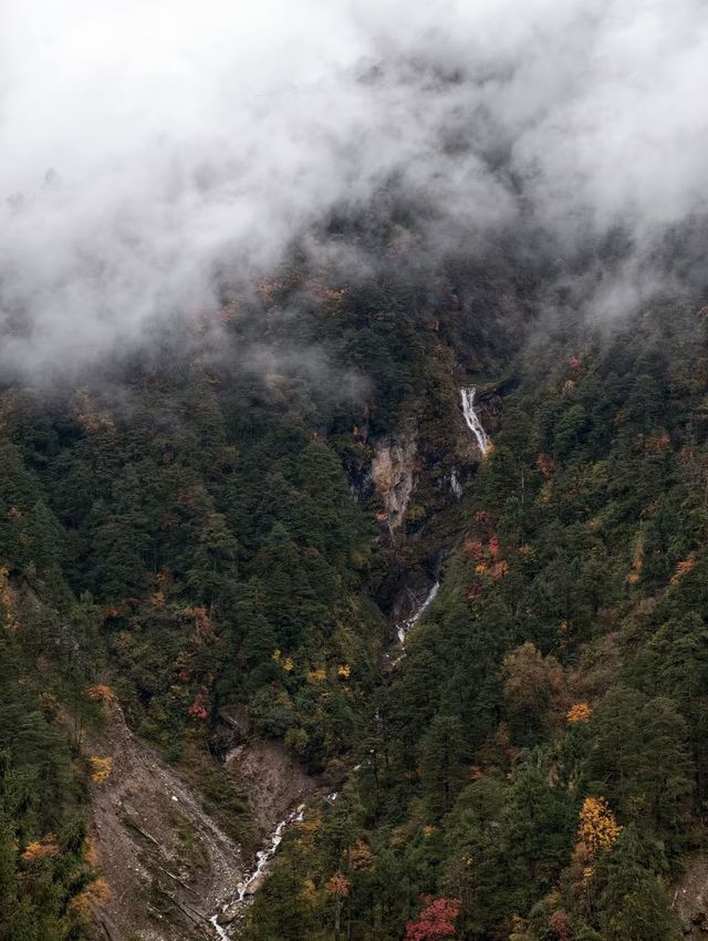 叢林界的一鯨落萬物生~ 叢林界的一鯨落萬物生~