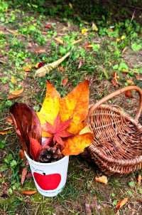 落葉、靜謐與時光感