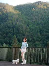 週末自駕莫干山帶毛孩子一起撒歡