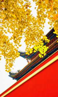 南京必打卡！紅牆銀杏出片神地，比故宮人少好看！