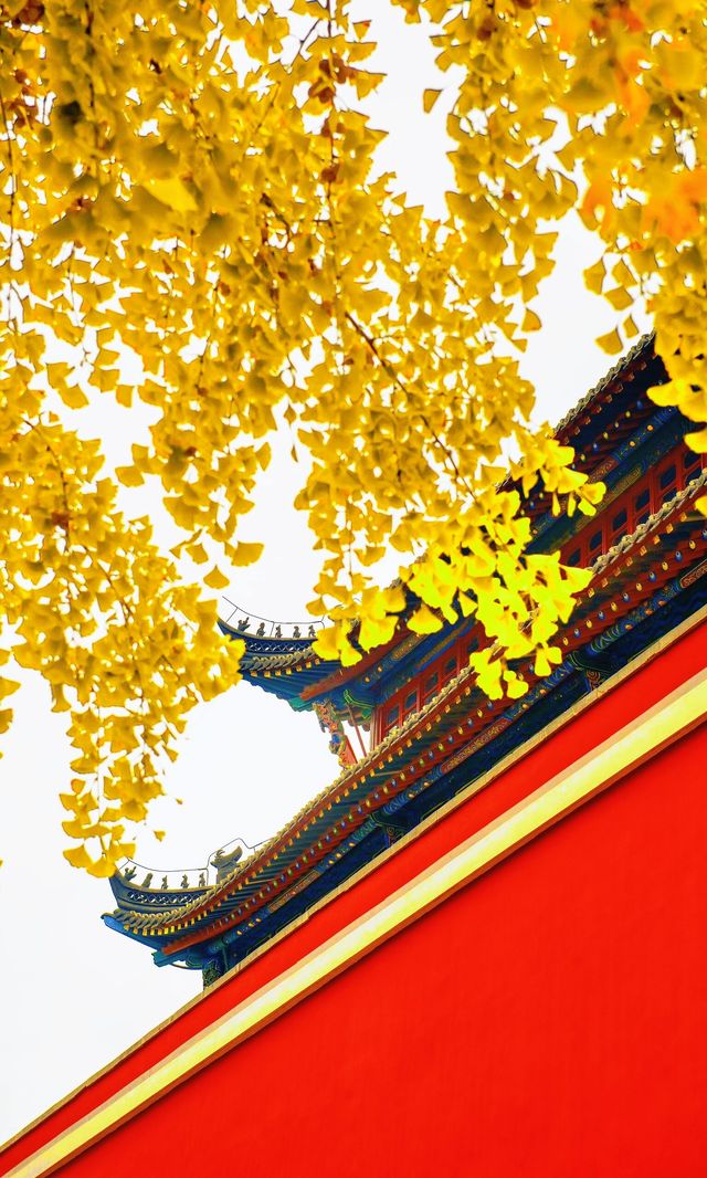 南京必打卡！紅牆銀杏出片神地，比故宮人少好看！