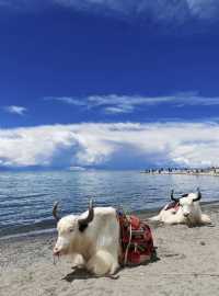 羊卓雍錯和納木錯哪個更值得去？大家來分辨哪個羊湖哪個納木錯？