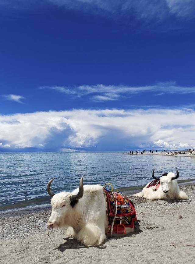 羊卓雍錯和納木錯哪個更值得去？大家來分辨哪個羊湖哪個納木錯？