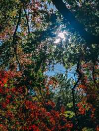 親測更新｜莫干山賞楓私藏路線