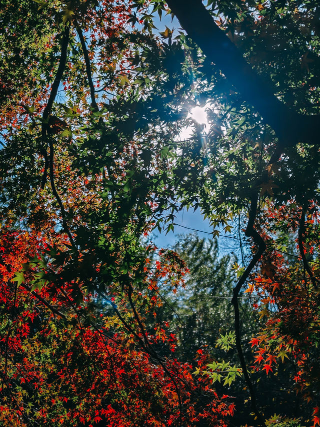 親測更新｜莫干山賞楓私藏路線