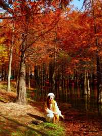 休寧朱村落羽杉｜闖入現實版油畫秋色世界