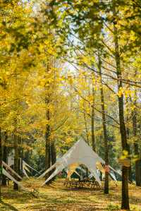 杭州出發1h,銀杏林農場是秋冬遛娃天花板