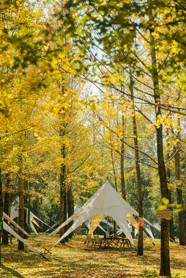 杭州出發1h,銀杏林農場是秋冬遛娃天花板 杭州出發1h,銀杏林農場是秋冬遛娃天花板