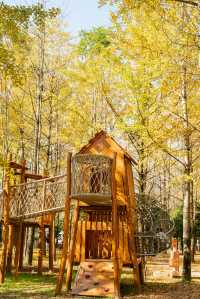 杭州出發1h,銀杏林農場是秋冬遛娃天花板