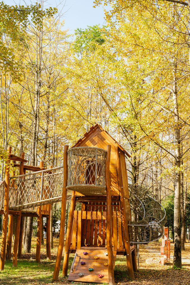 杭州出發1h,銀杏林農場是秋冬遛娃天花板 杭州出發1h,銀杏林農場是秋冬遛娃天花板