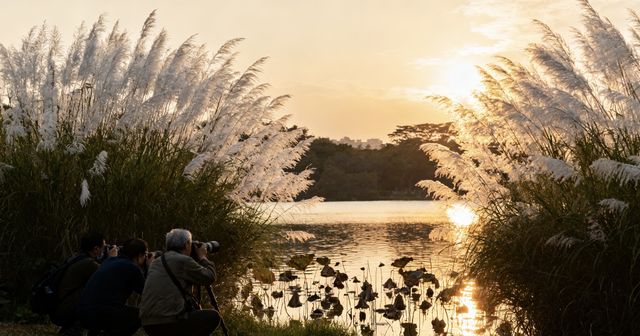 洪湖公園賞荷攻略