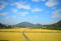 稻田金黃,秋日的浪漫