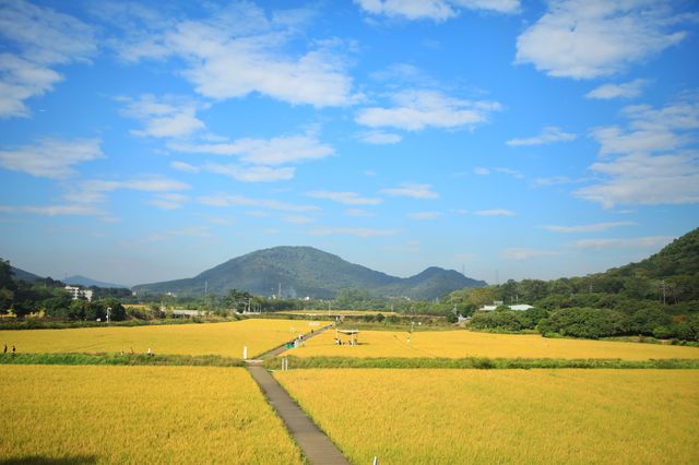 稻田金黃,秋日的浪漫 稻田金黃,秋日的浪漫