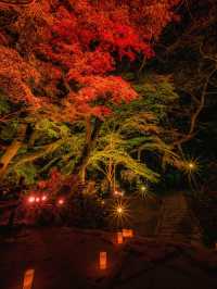 爆美！！！奈良室生寺紅葉燈光展·小眾秘境打卡指南