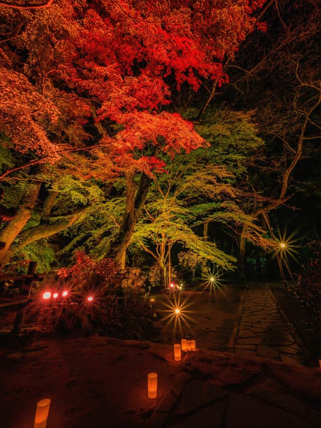 爆美！！！奈良室生寺紅葉燈光展·小眾秘境打卡指南