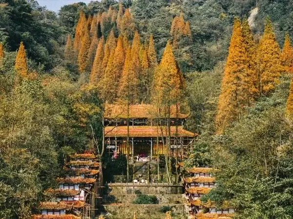 Are the ginkgo trees at Lingyan Temple the most beautiful in Chengdu? 