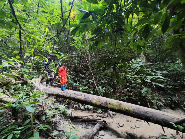 春節版納普洱行 春節版納普洱行