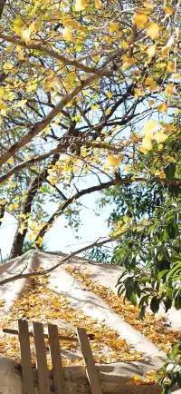 杭州出發|第 站黃山腳下週末兩日賞秋景