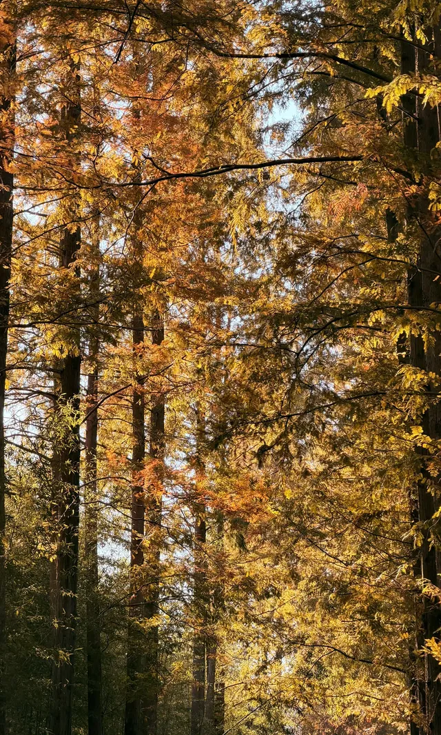 全屏打開莫干山的秋實況也太美了 全屏打開莫干山的秋實況也太美了