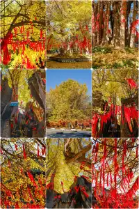 坐了3個小時公交來看2600年的老子手植銀杏