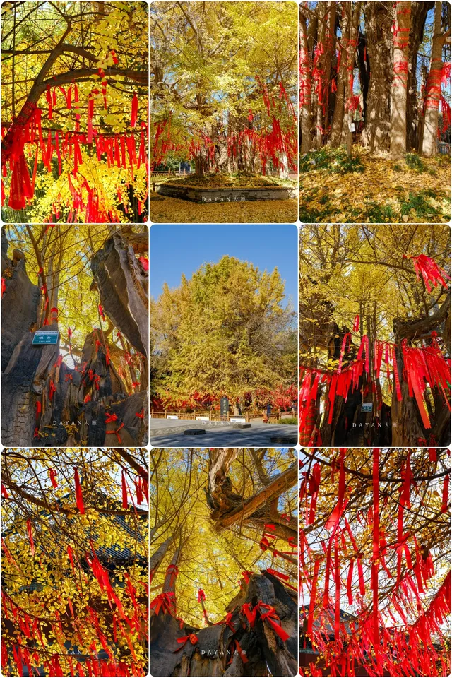 坐了3個小時公交來看2600年的老子手植銀杏