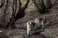 住進4000米的亞丁村,推窗見神山!