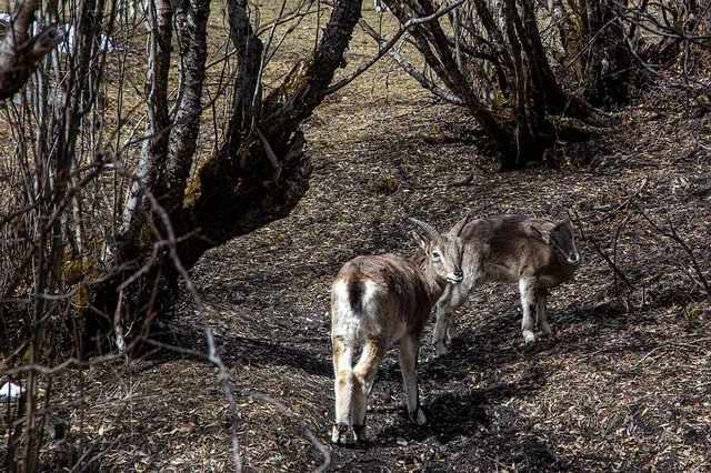 住進4000米的亞丁村,推窗見神山! 住進4000米的亞丁村,推窗見神山!