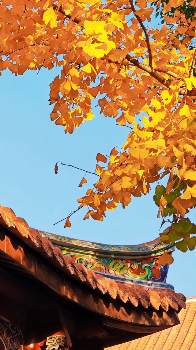 泉州承天寺銀杏限定12月開掛式絕美打卡指南！