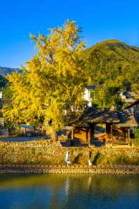 溫州百年銀杏樹已黃且牢固