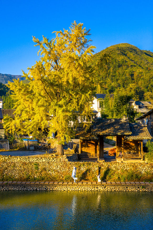 溫州百年銀杏樹已黃且牢固 溫州百年銀杏樹已黃且牢固