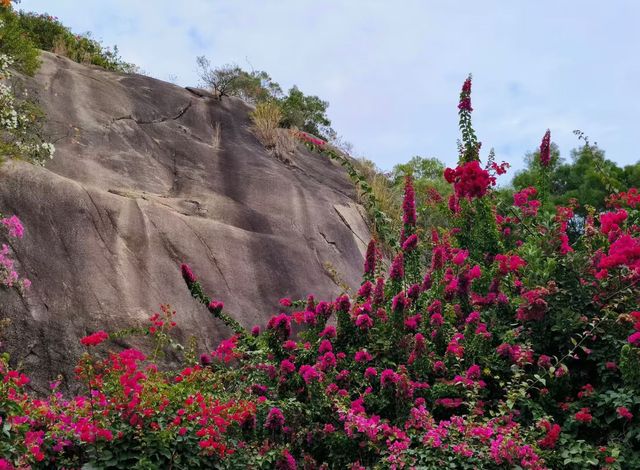 廈門植物園怒放的三角梅梯田