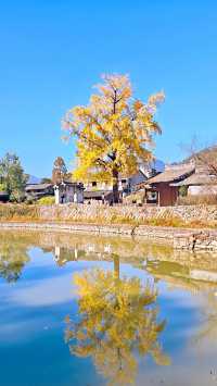 推薦溫州周邊賞銀杏的好去處