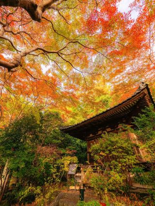 奈良小眾紅葉秘境｜不退寺賞楓攻略，錯峰打卡絕美楓景