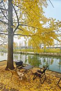 蛟龍活水公園拍銀杏