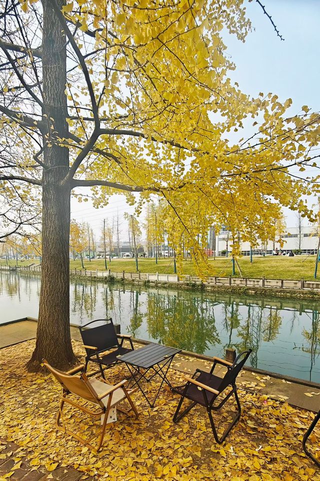 蛟龍活水公園拍銀杏