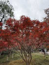 長沙 / 岳麓山景區