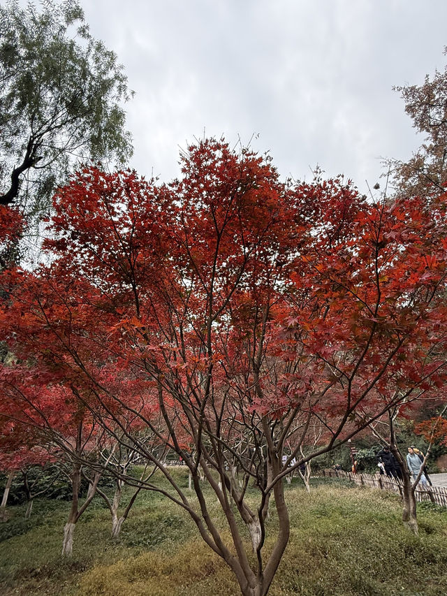 長沙 / 岳麓山景區 長沙 / 岳麓山景區