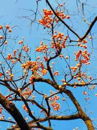 長沙人私藏!市中心這片銀杏秘境美到窒息