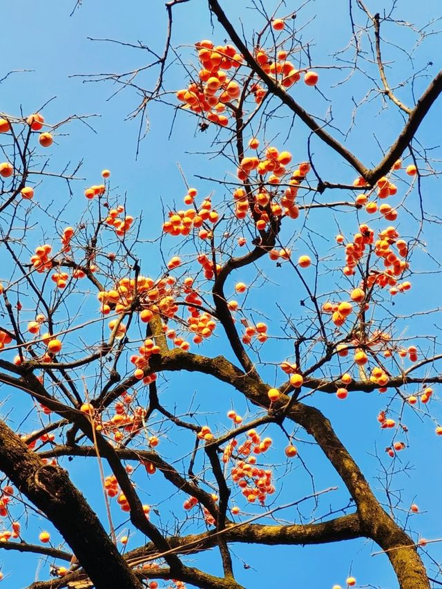 長沙人私藏!市中心這片銀杏秘境美到窒息 長沙人私藏!市中心這片銀杏秘境美到窒息