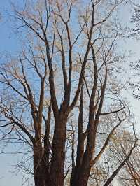 泰山天頤湖免費打卡攻略