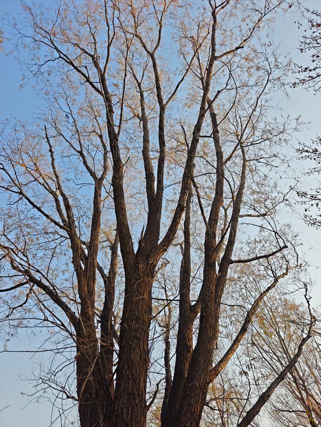 泰山天頤湖免費打卡攻略 泰山天頤湖免費打卡攻略